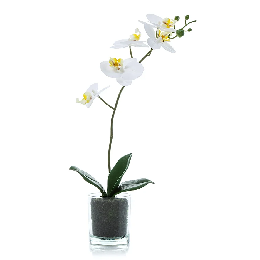 orchid in vase
