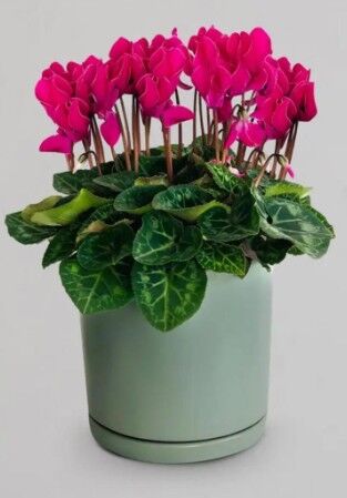 Mother’s Day flower gift Perth